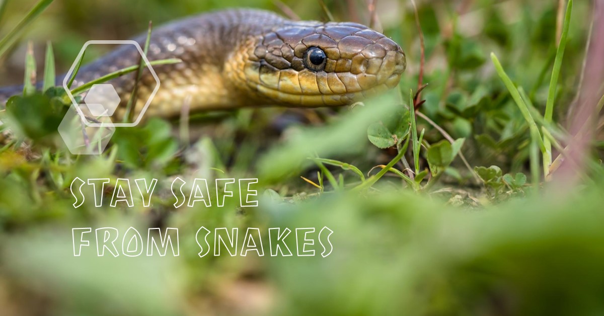 Snake safety hiking tips